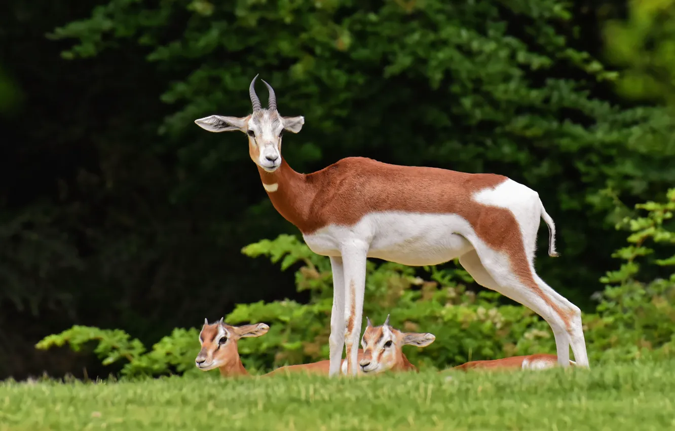 Photo wallpaper animal, deer, wildlife, gazelles