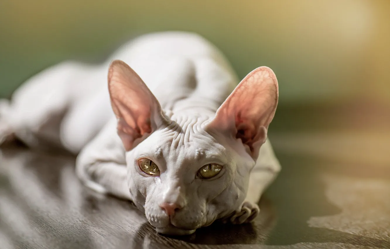 Photo wallpaper cat, look, Sphinx