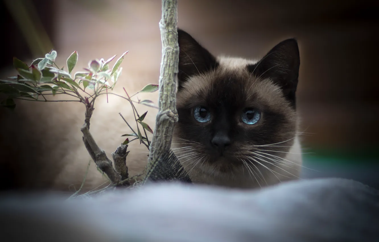 Photo wallpaper Siamese, cat, lies, pose, look, portrait, blue eyes, leaves