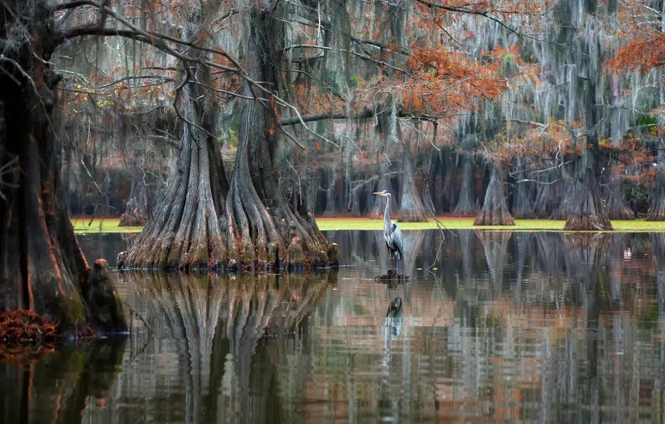 Photo wallpaper forest, river, bird