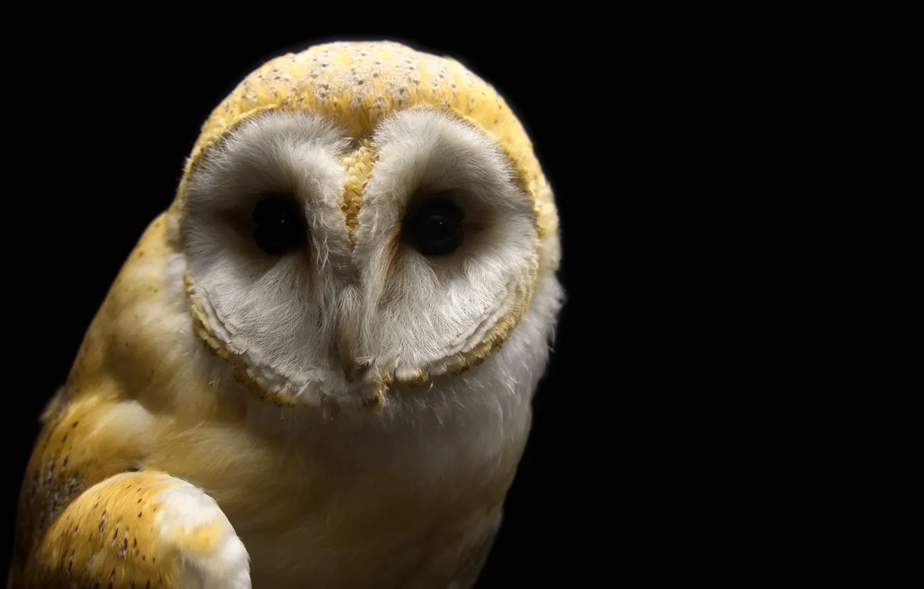 Photo wallpaper bird, barn, Barn Owl, macro photography of brown and white owl