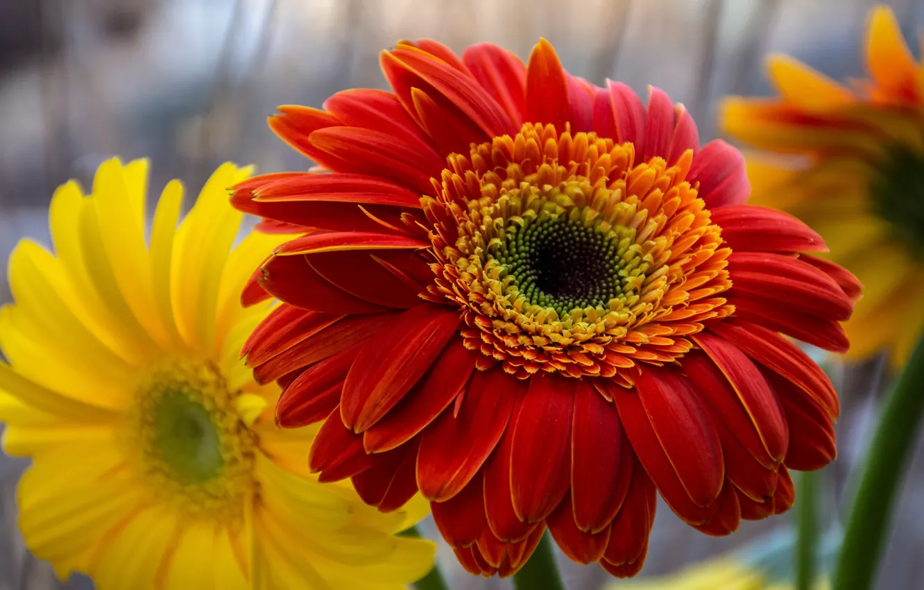 Photo wallpaper macro, flowers, yellow, red, blur, petals, gerbera
