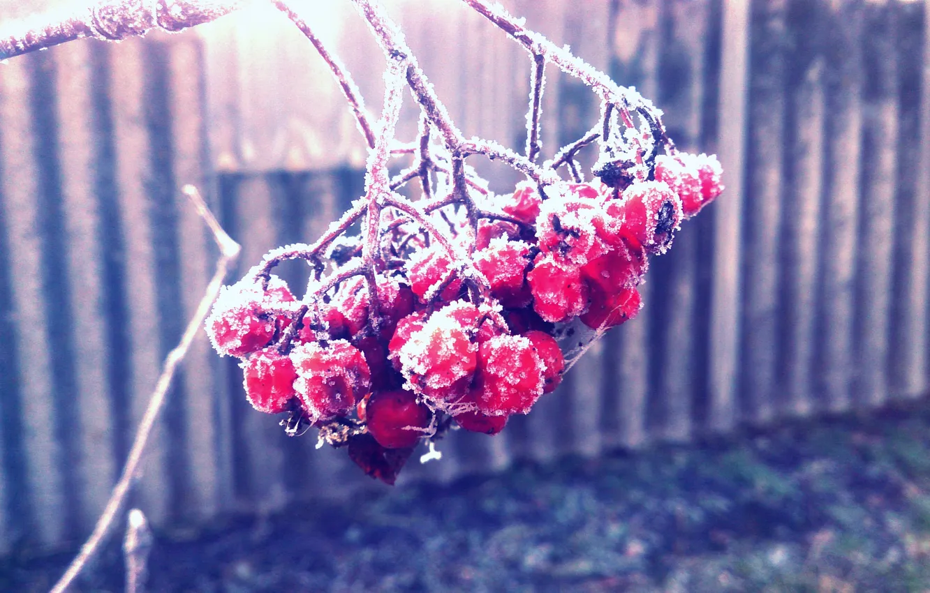 Photo wallpaper macro, nature, frost, beautiful, Rowan
