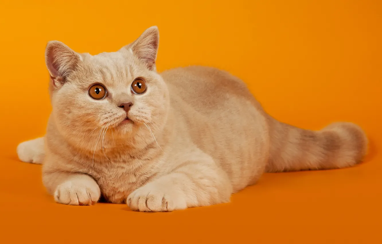 Photo wallpaper cat, cat, look, red, lies, Orange background