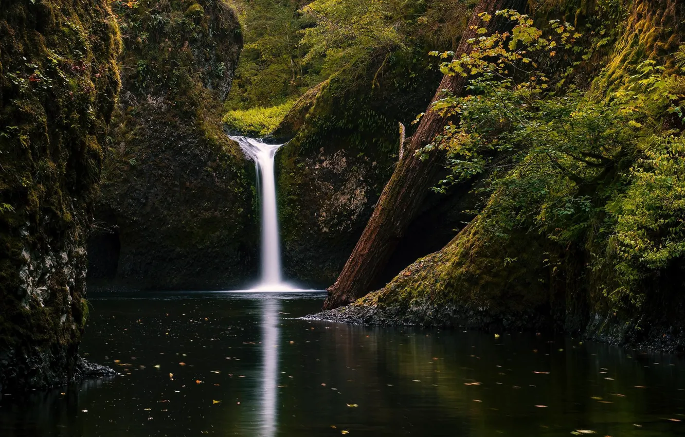 Photo wallpaper autumn, forest, branches, rocks, foliage, waterfall, USA, log