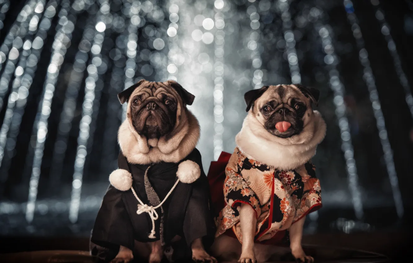 Photo wallpaper dogs, pair, costumes