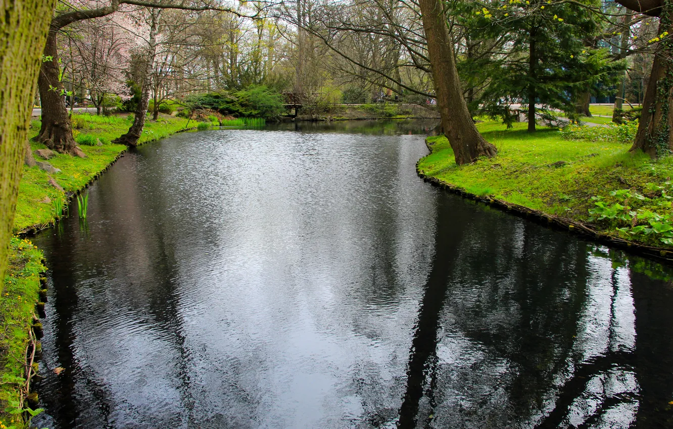 Photo wallpaper trees, water, park, pond