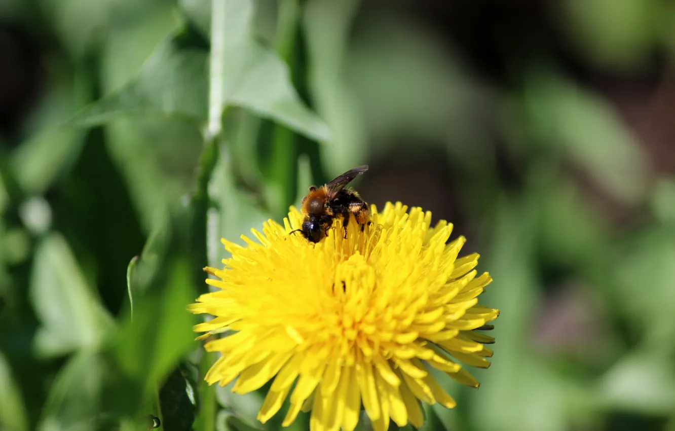 Photo wallpaper bee, dandelion, pollen