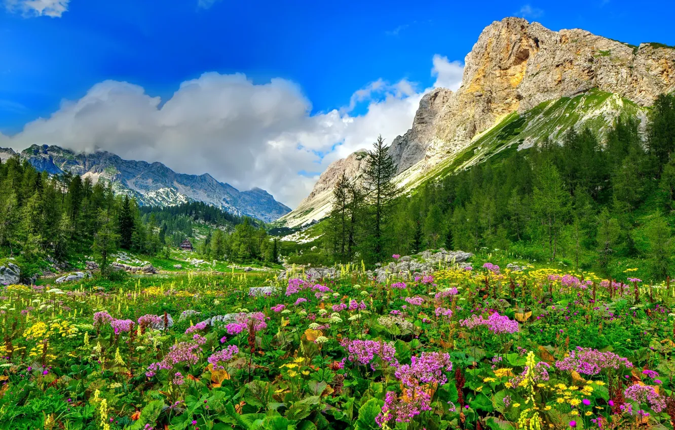 Photo wallpaper forest, the sky, clouds, trees, flowers, mountains, nature, stones