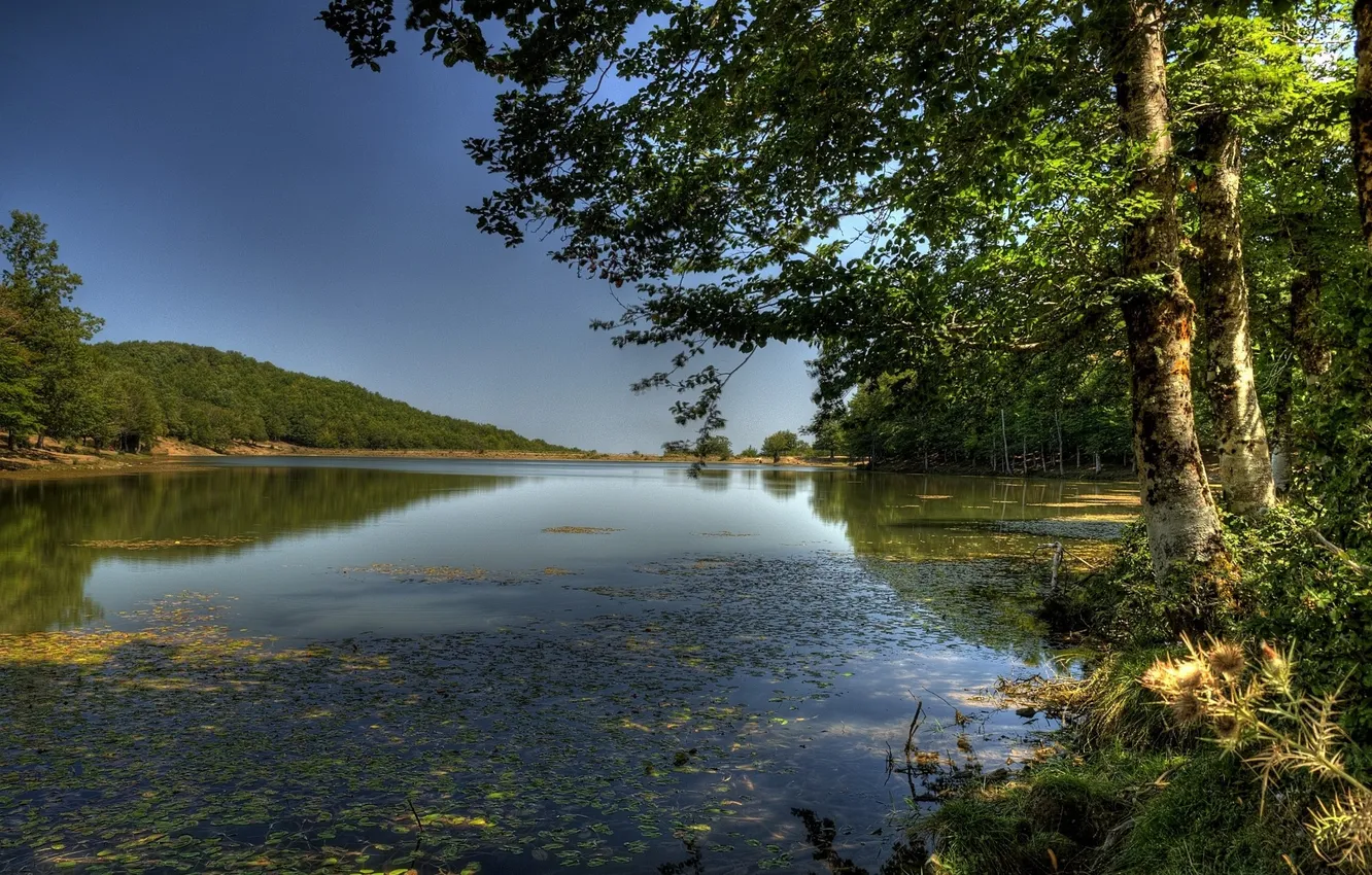 Photo wallpaper forest, the sky, grass, clouds, trees, landscape, nature, river