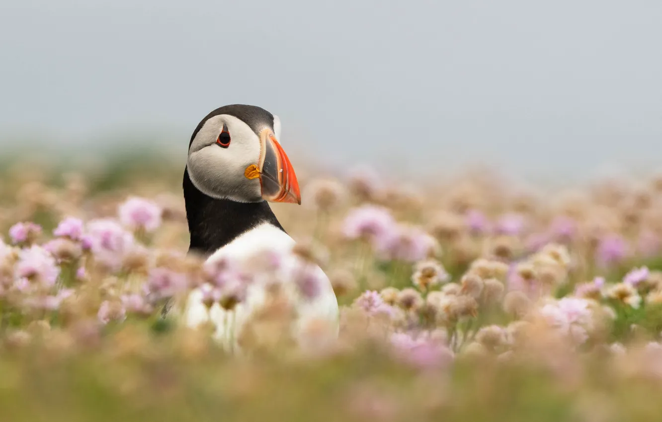 Photo wallpaper flowers, bird, portrait, stalled, bokeh