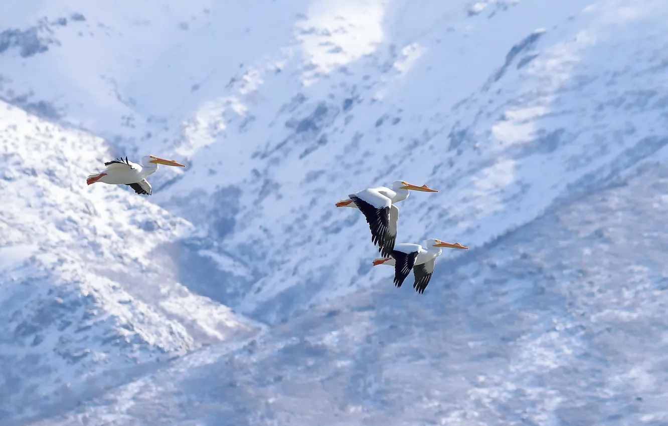 Photo wallpaper birds, flight, pelicans