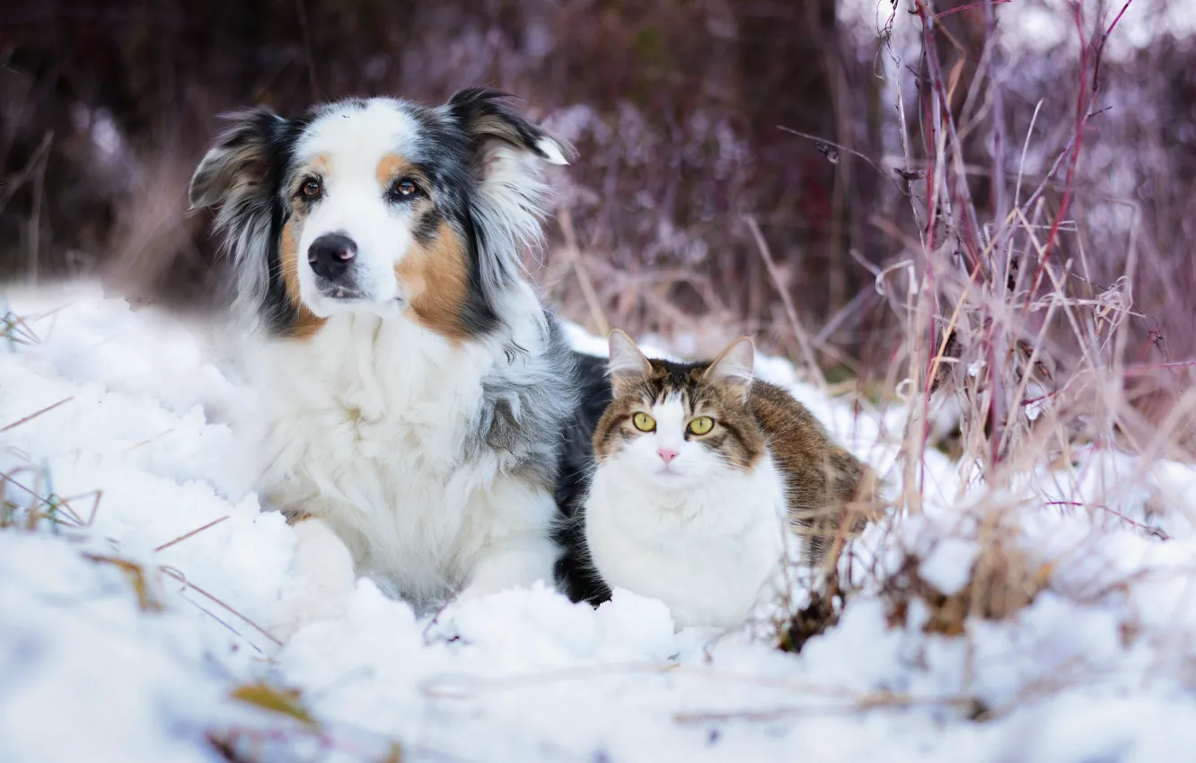 Photo wallpaper winter, cat, snow, dog