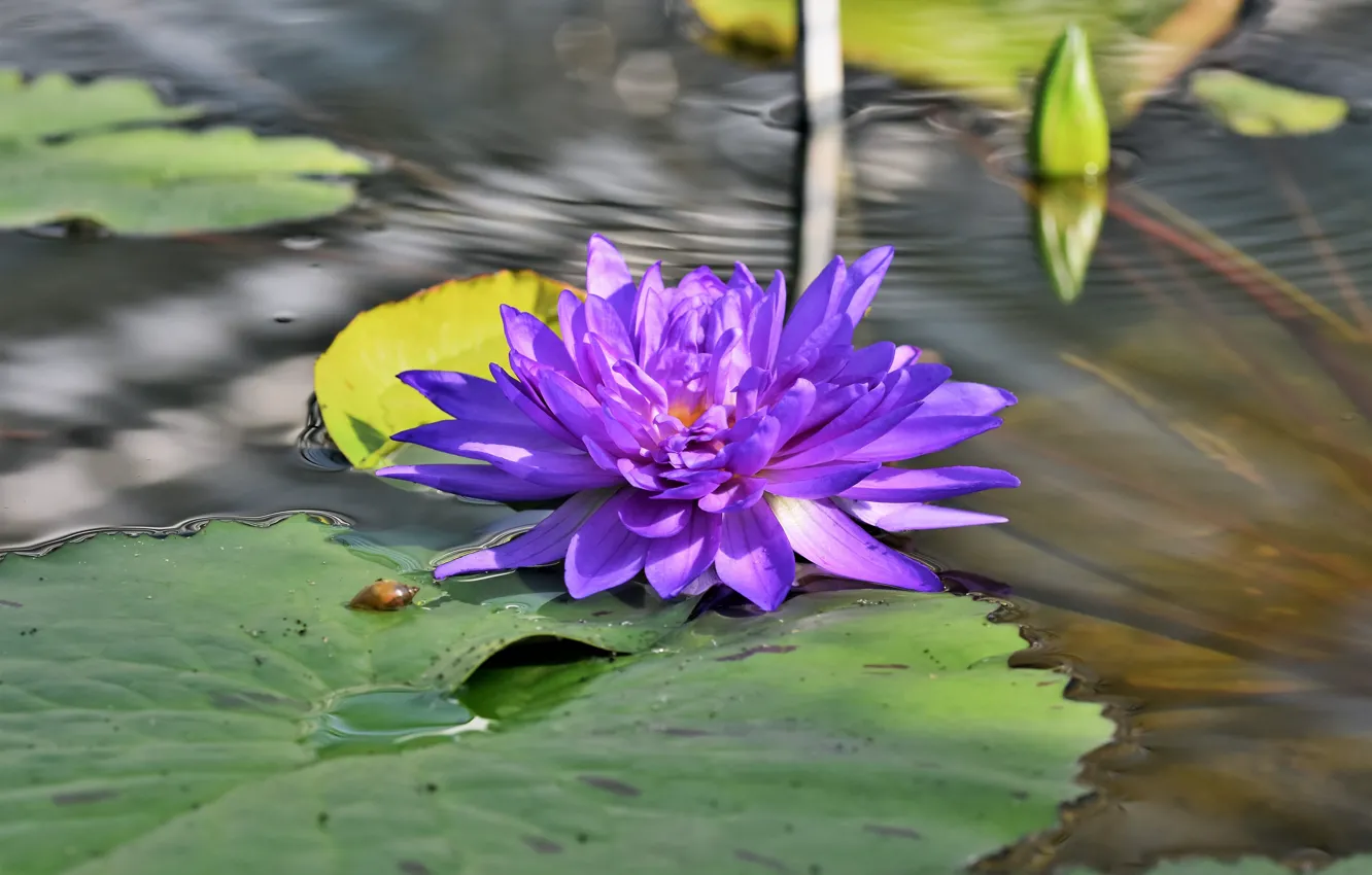 Photo wallpaper leaves, water, flowers, pond, lilac, Nymphaeum, water Lily