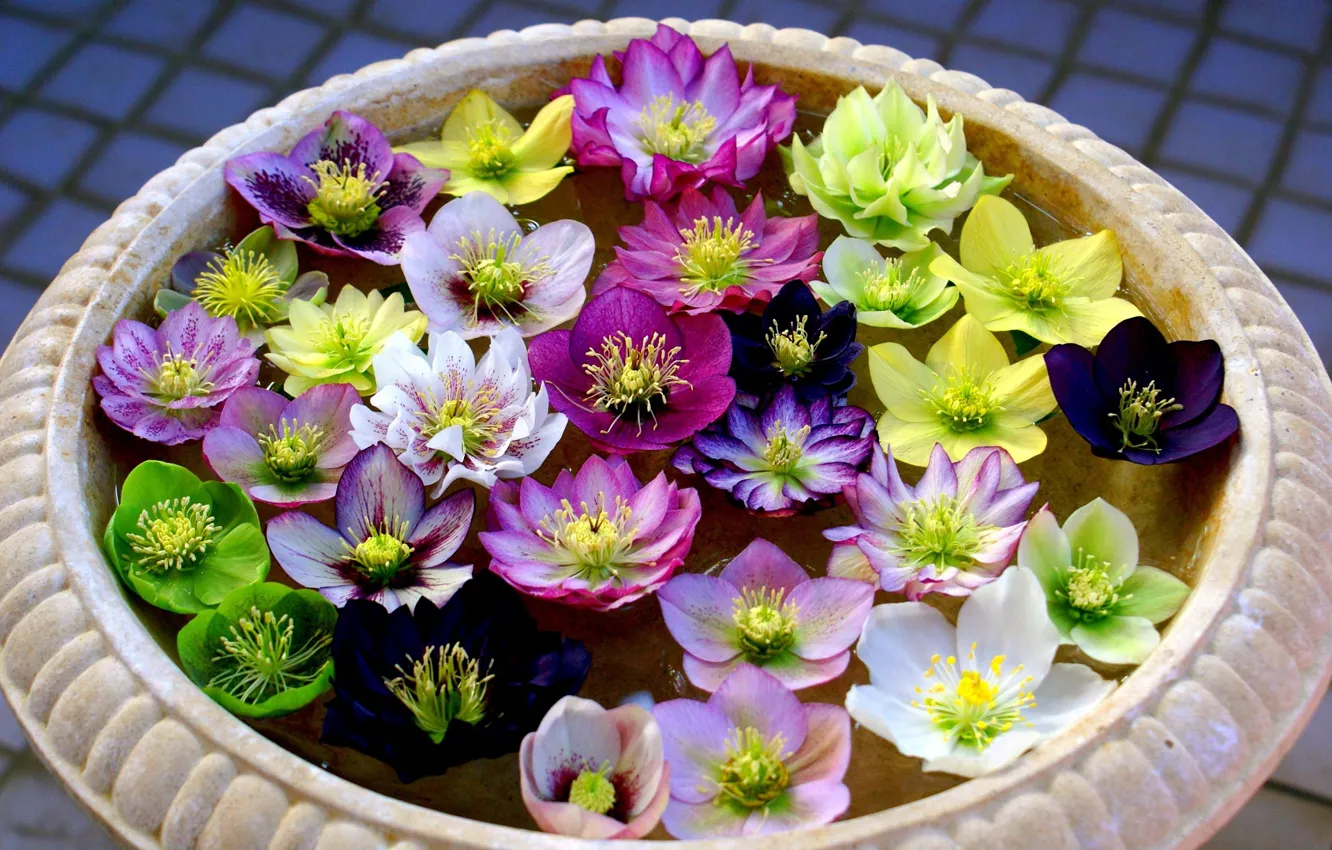 Photo wallpaper water, flowers, pot, hellebore, Helleborus
