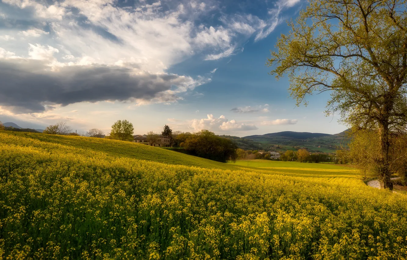 Photo wallpaper field, summer, the sky, trees, flowers, mountains, yellow, hills