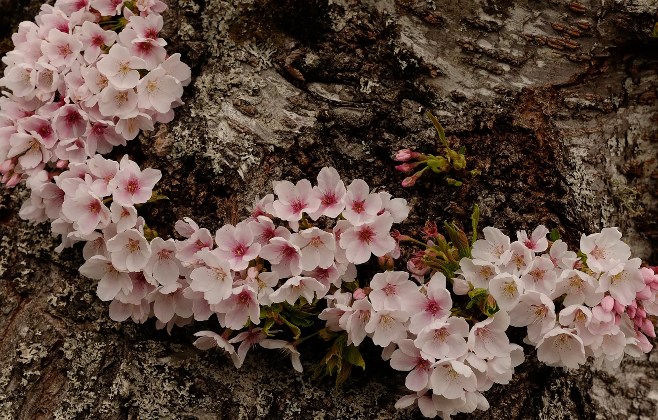 Photo wallpaper macro, cherry, spring, bark, flowering, flowers