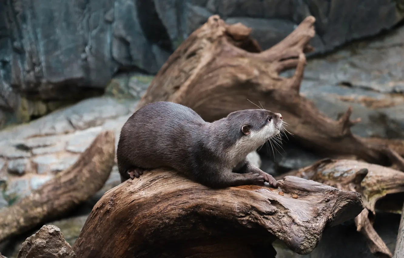 Photo wallpaper snag, otter, river otter