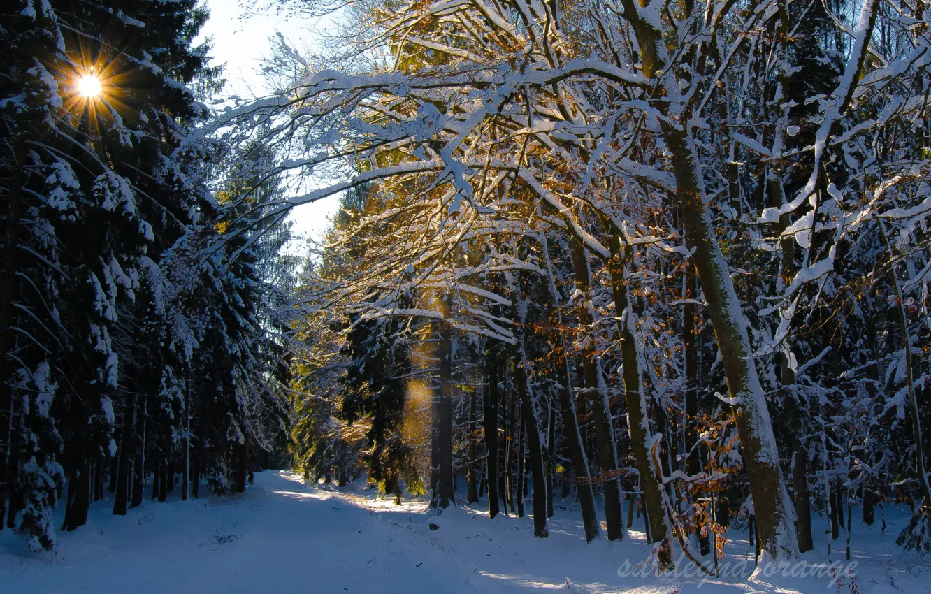 Photo wallpaper snow, winter forest, the road into the distance