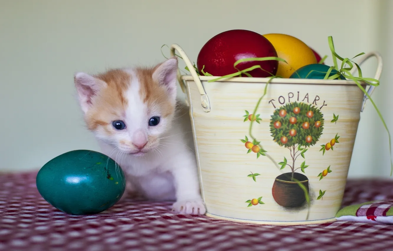 Photo wallpaper eggs, Easter, kitty, bucket, eggs