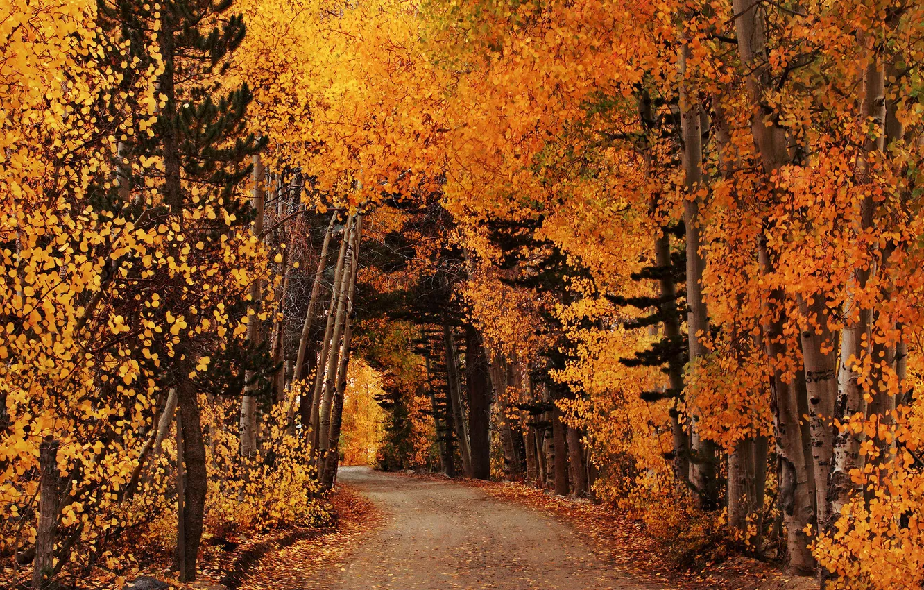 Photo wallpaper road, autumn, forest, nature