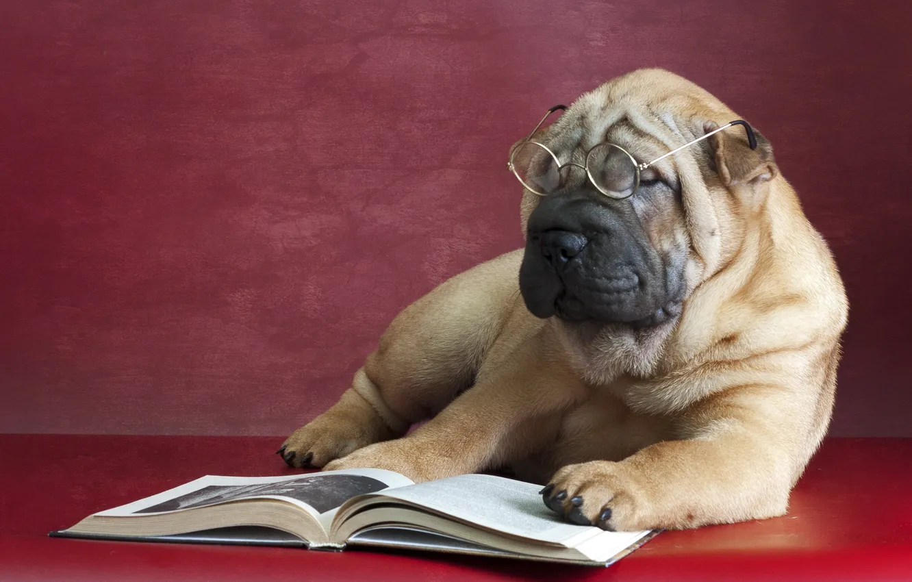 Photo wallpaper each, dog, glasses, book, Sharpe