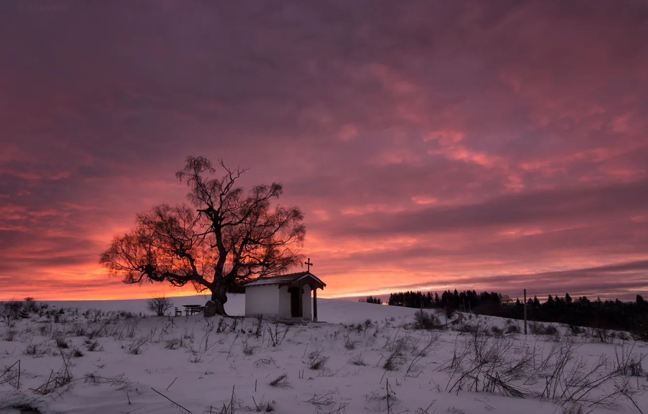 Photo wallpaper winter, clouds, snow, tree, sunrise, Bulgaria, Plan, mountain Plan