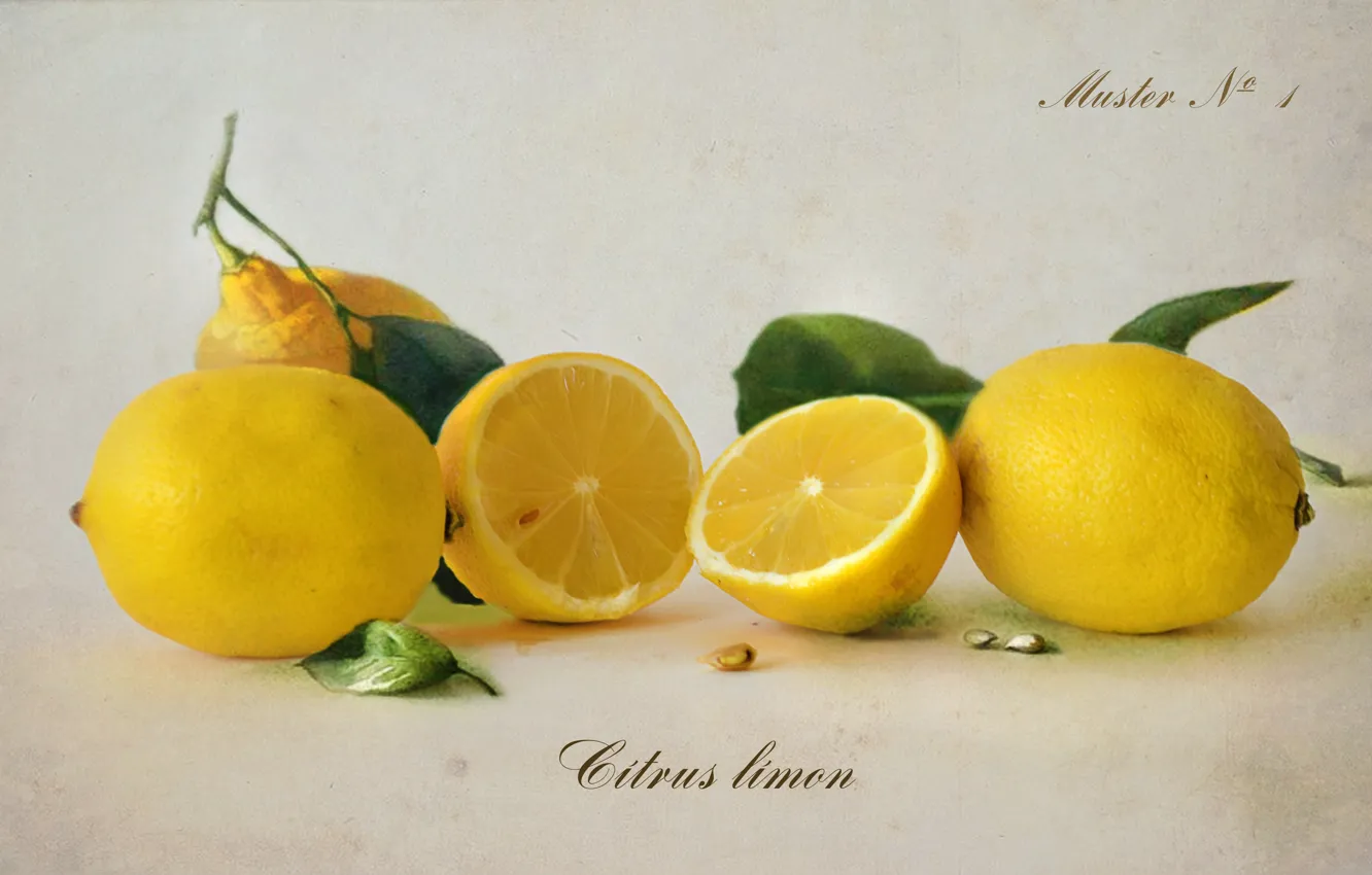 Photo wallpaper leaves, yellow, citrus, bone, lemons, the fruit, Botanical album
