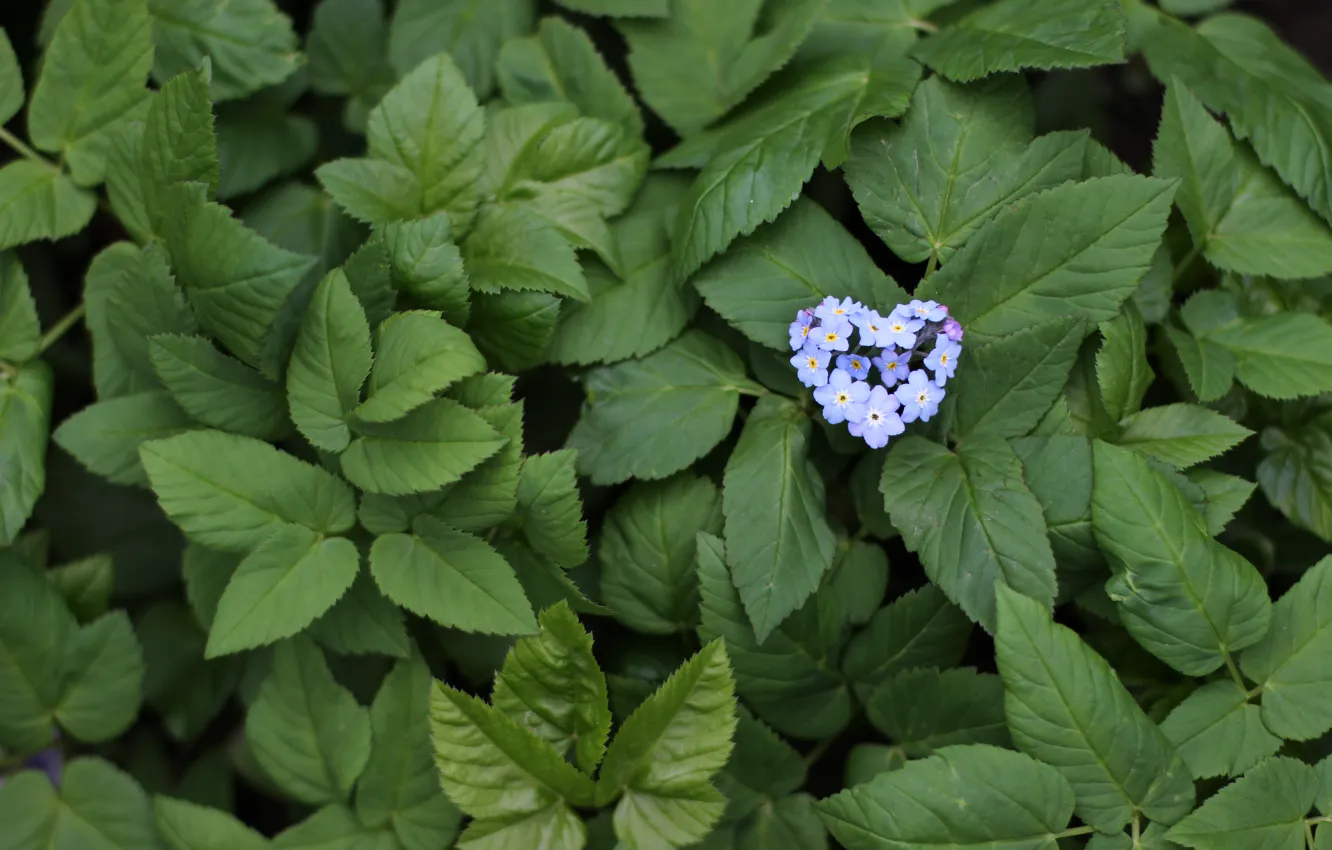 Photo wallpaper leaves, blue, Flowers, heart, heart, blue, flowers, leaves