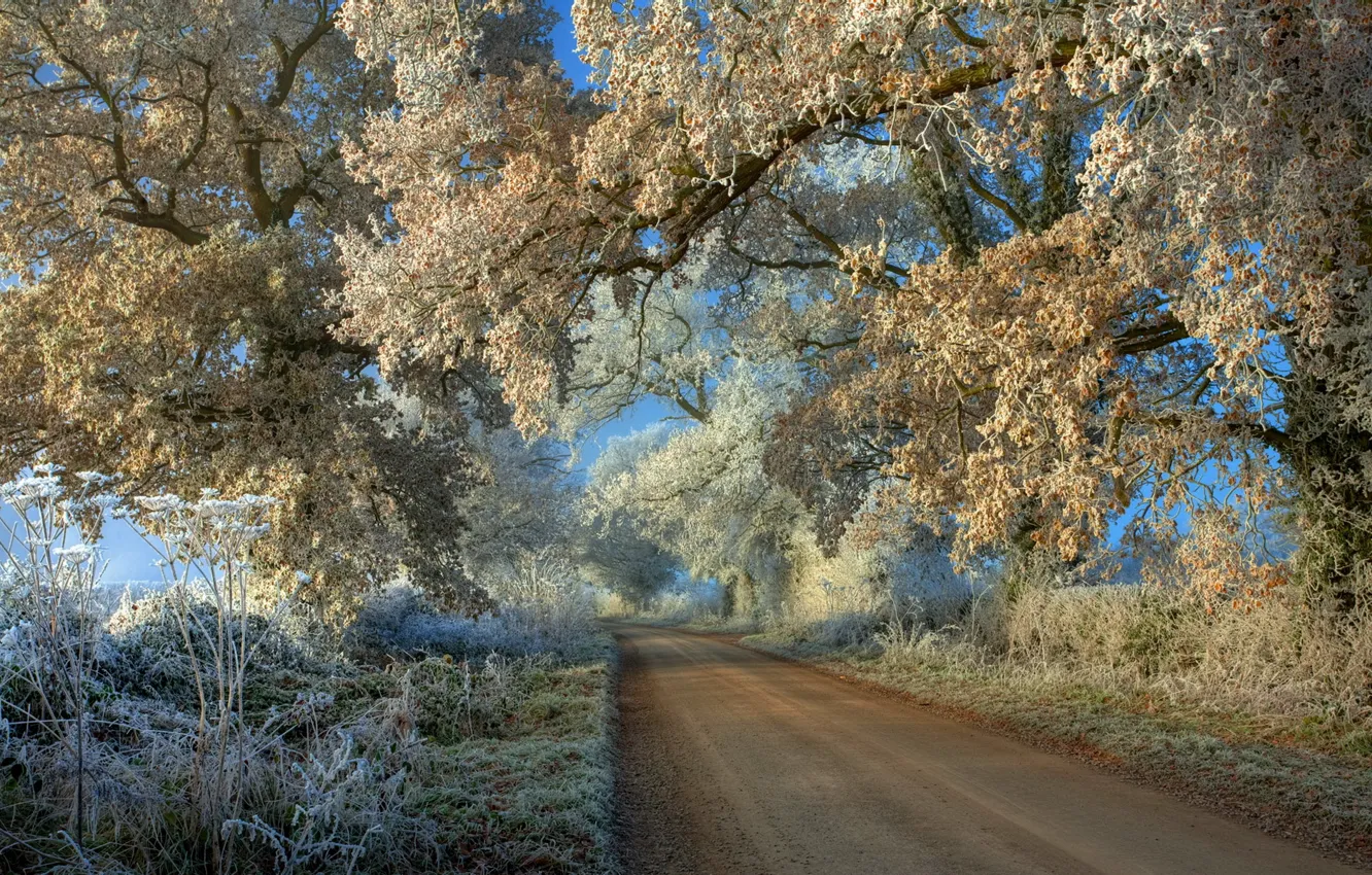 Photo wallpaper frost, road, trees, landscape