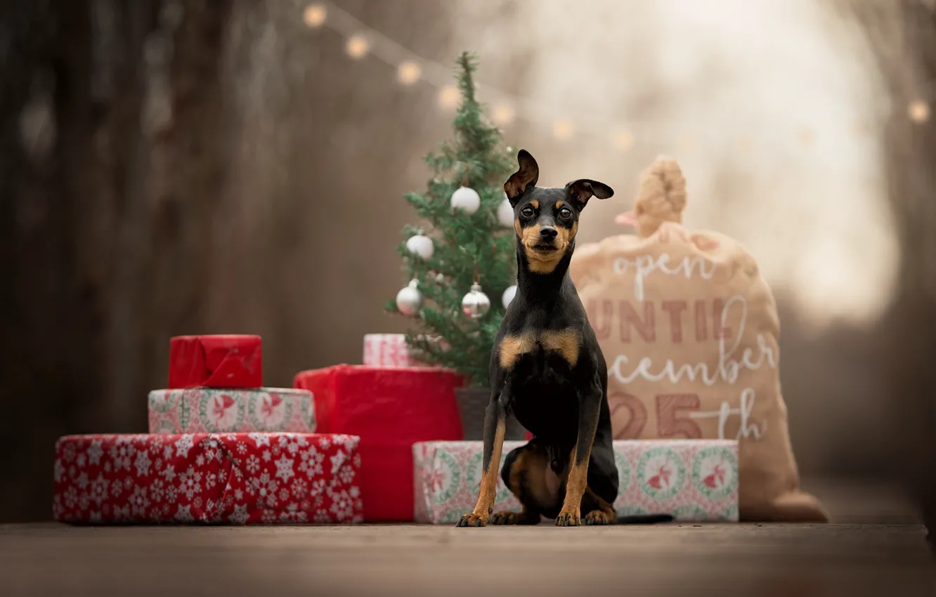 Photo wallpaper gifts, tree, bag, doggie, dog, Miniature Pinscher