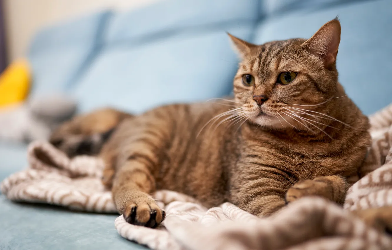 Photo wallpaper cat, cat, look, grey, sofa, lies, striped, though