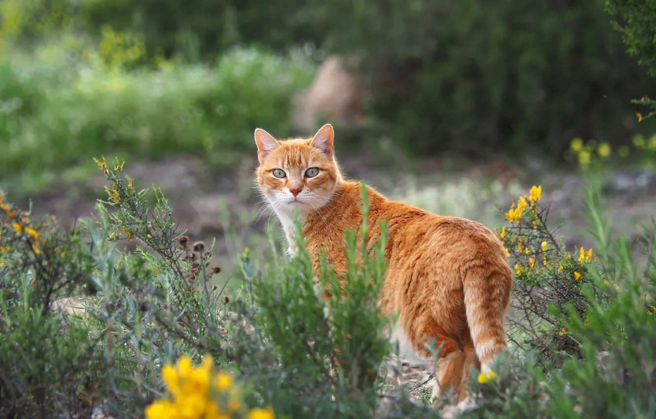 Photo wallpaper greens, cat, cat, look, nature, pose, red, walk