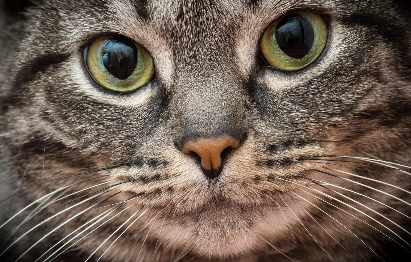 Photo wallpaper cat, cat, look, macro