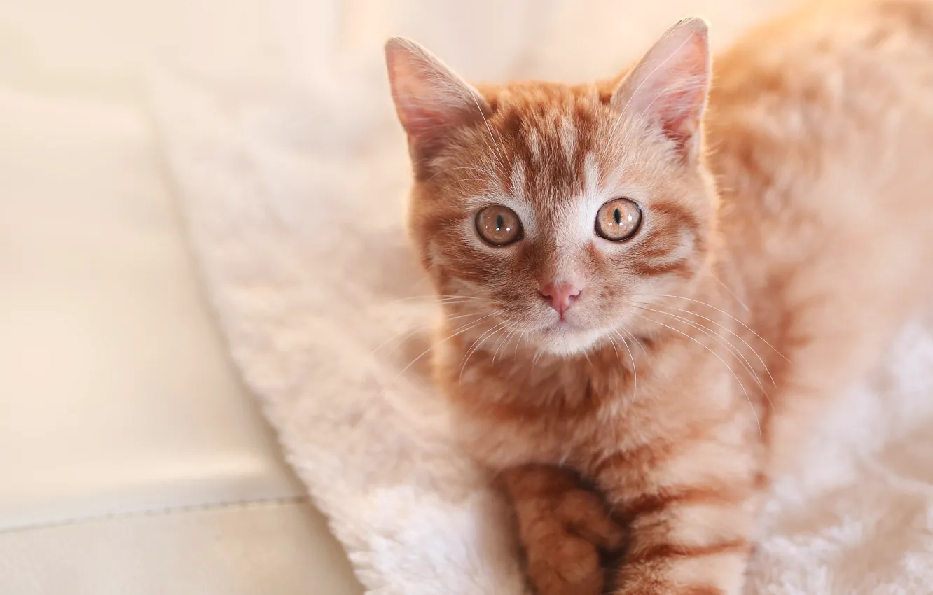 Photo wallpaper cat, cat, look, background, portrait, cat, muzzle, red