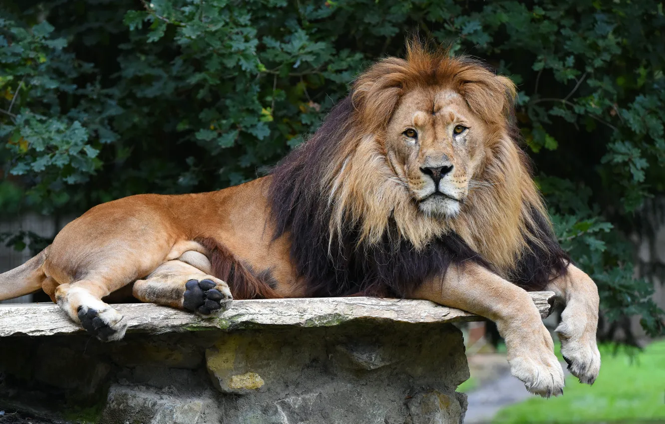 Photo wallpaper look, face, trees, stones, stay, foliage, Leo, paws