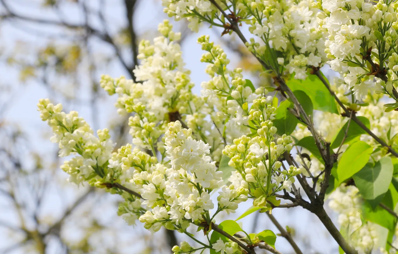 Photo wallpaper white, flower, spring, lilac, twig