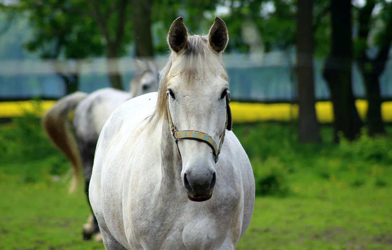 Photo wallpaper white, animal, Horse