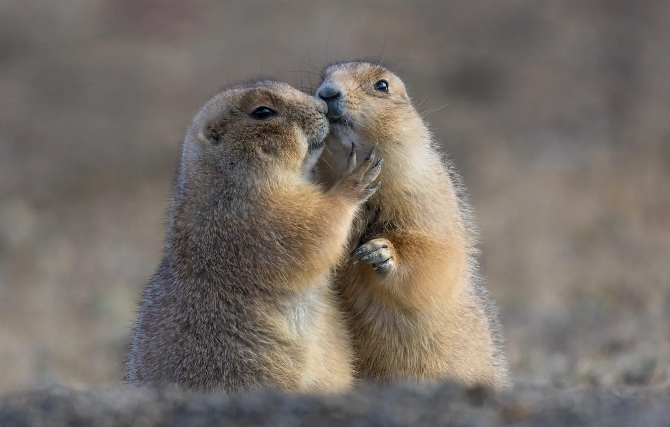 Photo wallpaper love, background, a couple, bokeh, rodents, Prairie dogs