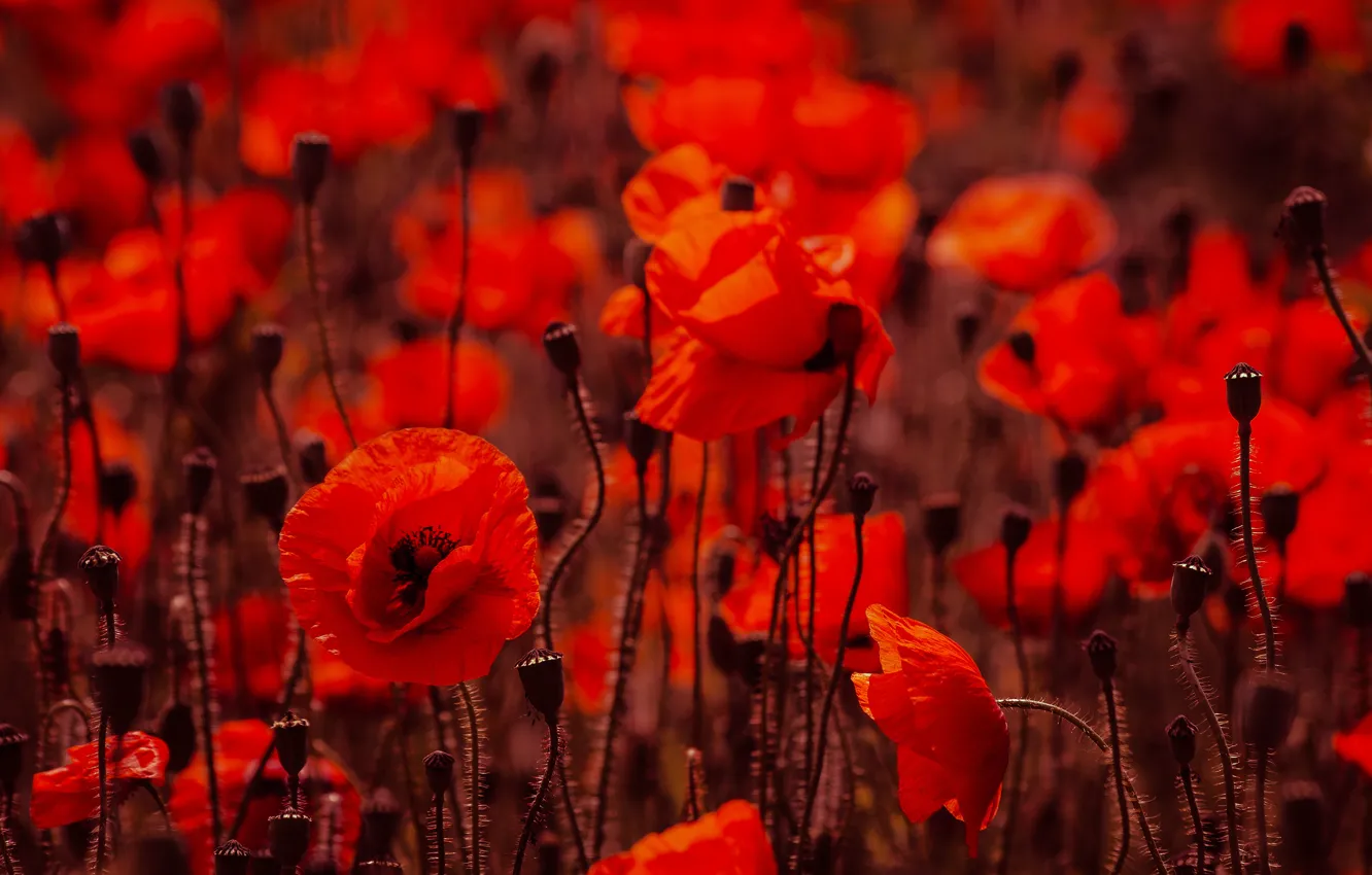 Photo wallpaper red, Maki, stem, bokeh, box