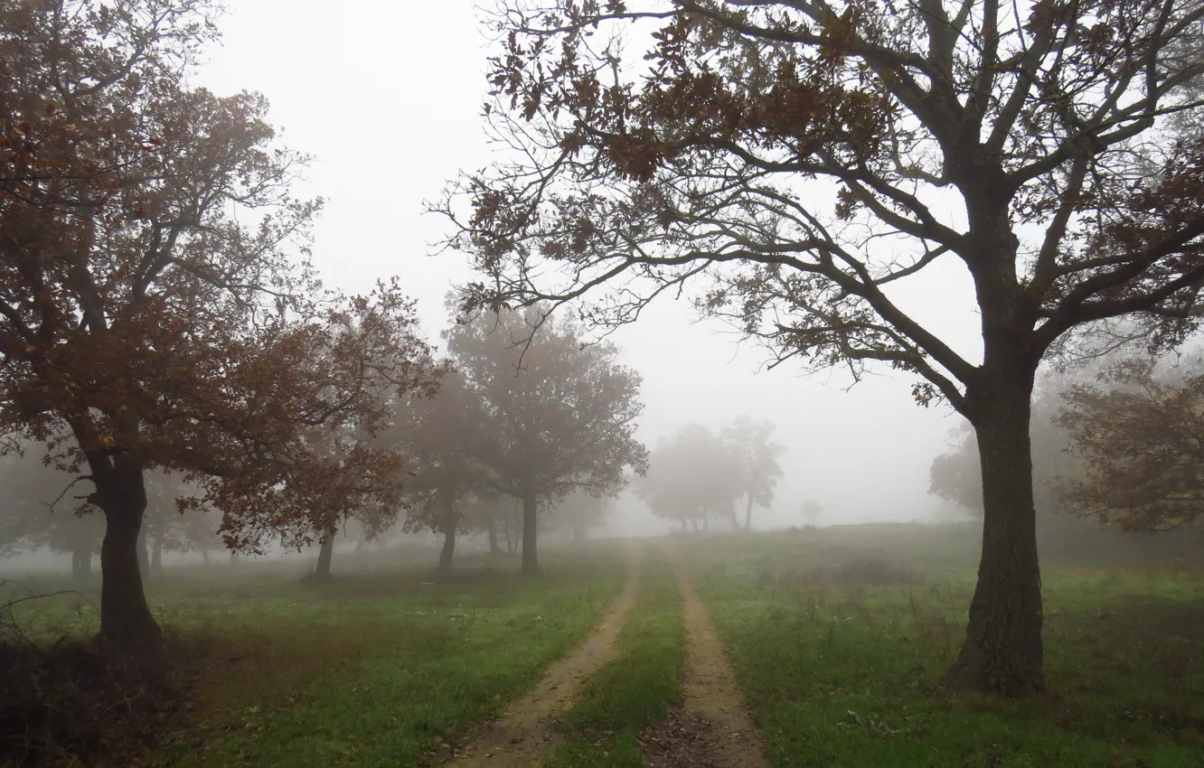 Photo wallpaper autumn, fog, trail, autumn, fog, path, fall