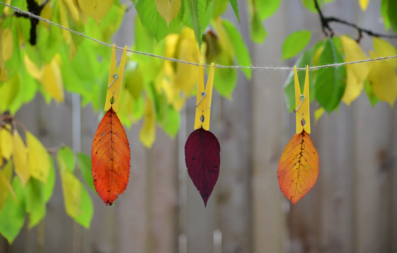 Photo wallpaper autumn, leaves, nature, paint, rope, clothespin
