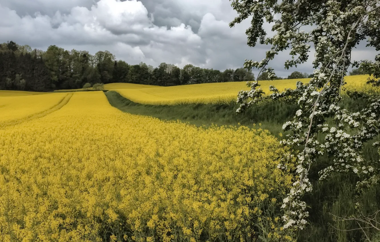 Photo wallpaper nature, spring, rape