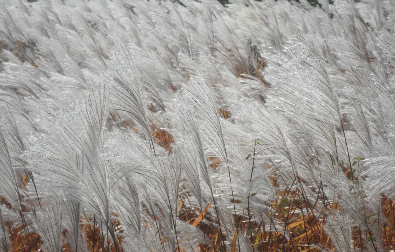 Photo wallpaper white, plant, fluffy, ears, in the wind