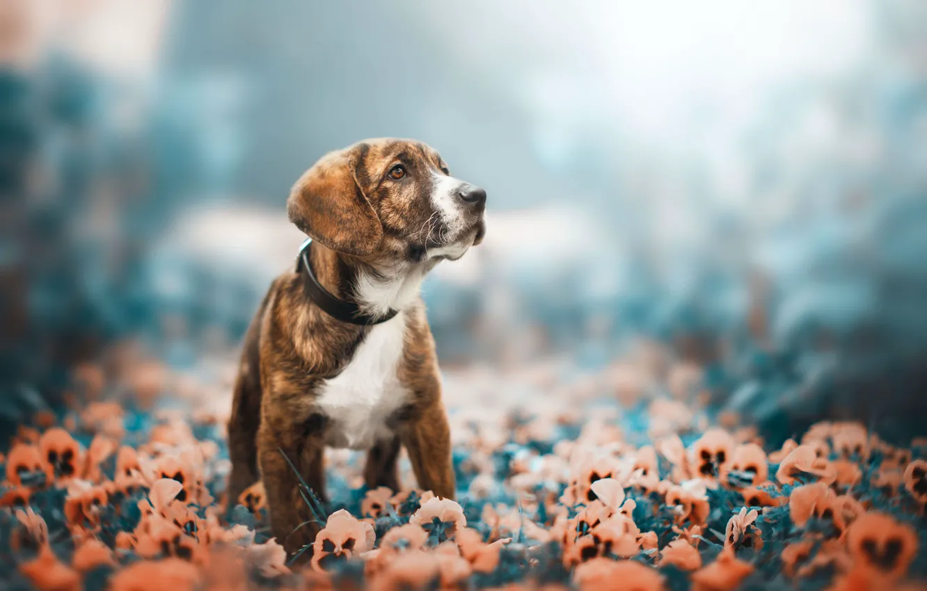 Photo wallpaper summer, look, flowers, red, nature, pose, glade, dog