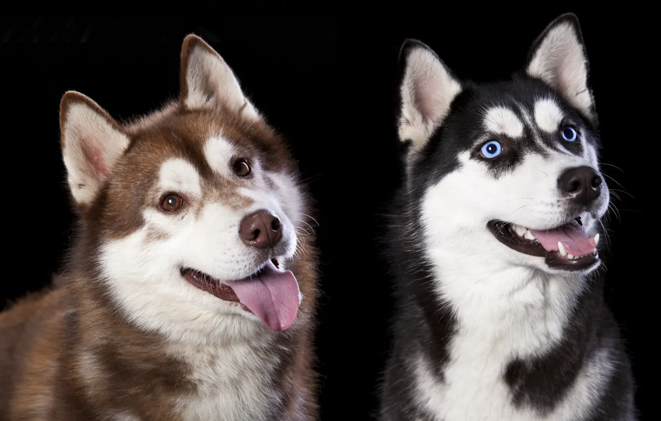 Photo wallpaper dogs, look, friends, husky