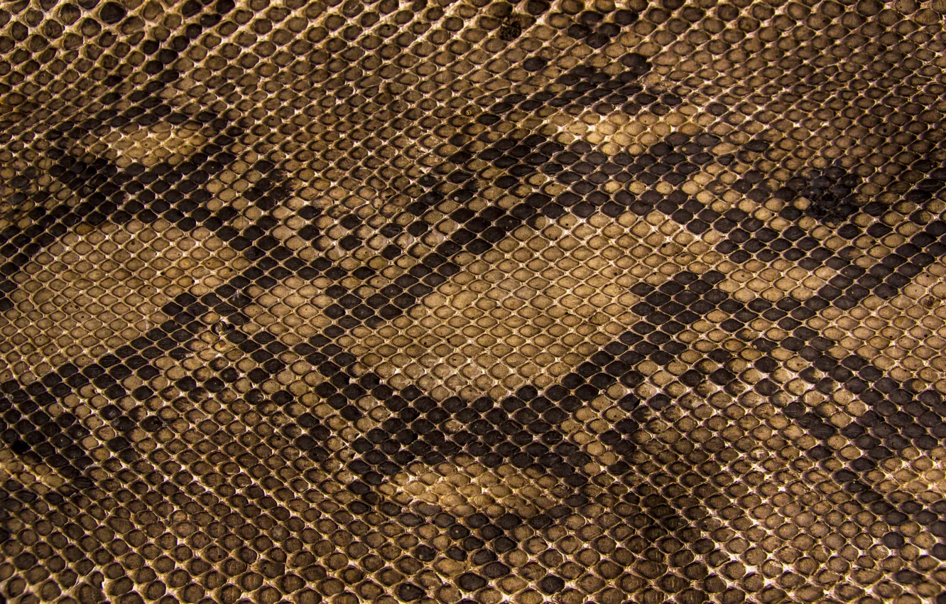 Photo wallpaper snakes, texture, scales, leather