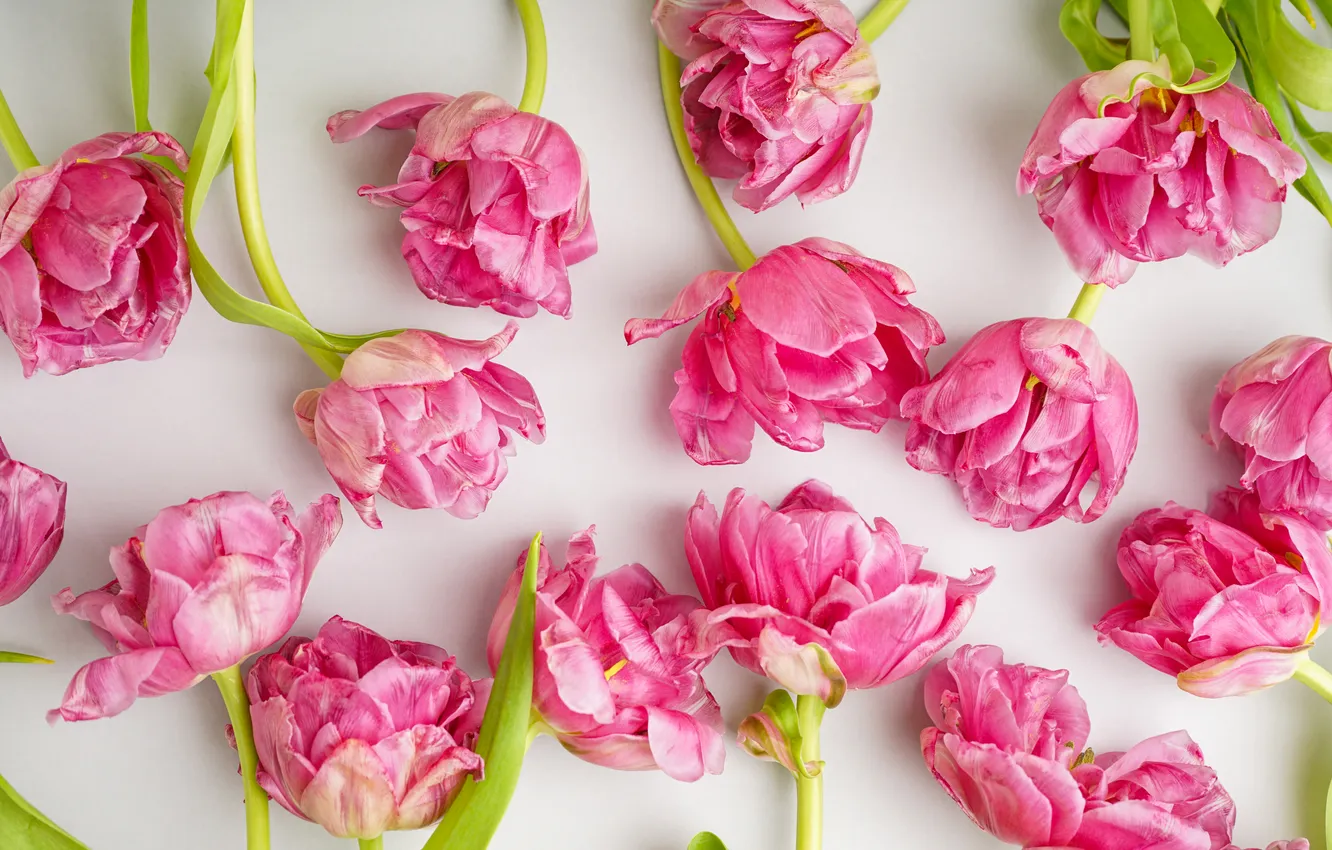 Photo wallpaper flowers, tulips, pink, pink, flowers, beautiful, tulips, peonies