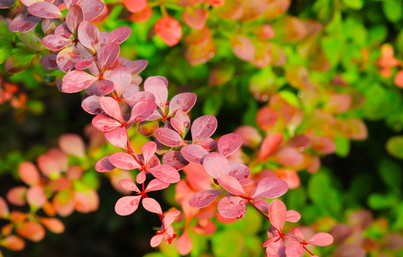 Photo wallpaper red, leafs, twig