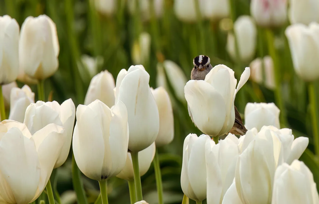 Photo wallpaper macro, flowers, bird, spring, tulips, white, buds, bird